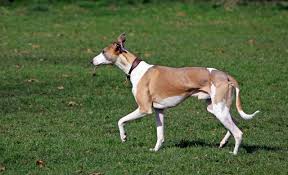 How to tell if a dog is too skinny? People Keep Saying My Dog S Too Skinny Dogs Monthly