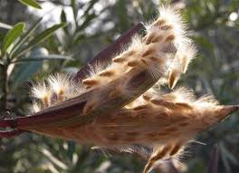 After they have two or more sets of leaves, they can be. Oleander Room Care At Home Oleander Home Care Cultivation And Photos Oleander Oleander Care And Cultivation