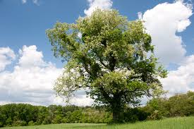 Image result for Prunus serotina