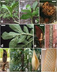 Image result for Wolffiella welwitschii