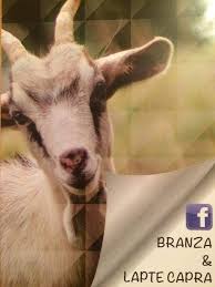 De vanzare gaini de vanzare alte pasari cumparari pasari porumbei de vanzare rate de vanzare accesorii curcani de vanzare anunțuri acvarii ferma rasa pura ofera spre vanzare exemplare deosebite de capre din rasa saanen , atent selectate de catre. Branza Si Lapte De Capra Home Facebook