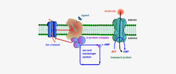 Maybe you would like to learn more about one of these? Types Of Membrane Protein 3 Types Of Proteins In Cell Membrane Transparent Png 463x265 Free Download On Nicepng