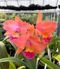 洋蘭 Pot（Miya's Radiancy x Fred Strait）'Paradise' Used to ハワイの選抜個体！｜鉢植え