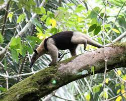 Northern Tamandua Anteater In 2021 Anteater Cute Animals Animals