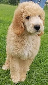 Moonlight and barrabas' litter was born late tuesday we will be limiting the placement of this litter to homes in the denver metro area, or along the front range. Denver Co Goldendoodle Meet Bennett A Pet For Adoption
