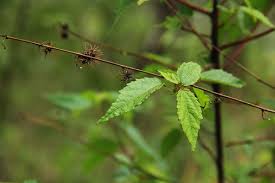 Image result for Triumfetta pilosa