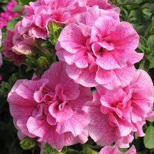 Plant double wave petunia from seeds for the most bloom for your buck. Double Wave Pink Petunia Plants For Sale Free Shipping