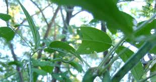 Image result for Teramnus uncinatus