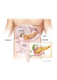 Image result for pancreas)