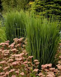 Image result for Panicum novemnerve