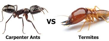 Another thing with termites is that their wings are not as durable as ants. Carpenter Ants Or Termites Pronto Pest Management