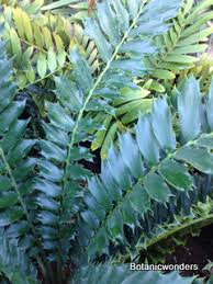 Image result for Eccoptocarpha