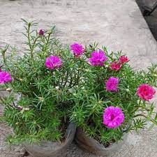 We did not find results for: Jual Bunga Krokot Sutra Bombay Bunga Jam 9 Pagi Jakarta Utara Fahri Decoration Tokopedia