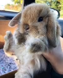 Maybe you would like to learn more about one of these? Pinterest Jaeelizabethh Cute Animals Cuddly Animals Cute Baby Animals