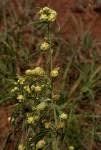 Image result for Lippia oatesii