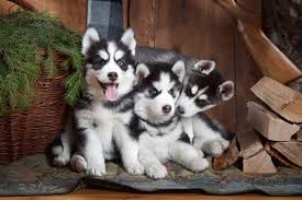 All will be ready by christmas we currently have new husky pups that were born three weeks ago, all colors and. How Much Does A Siberian Husky Cost Prices And Expenses