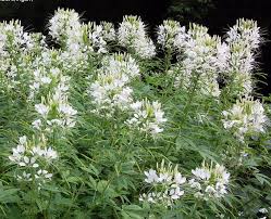 Image result for Cleome spinosa