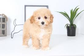 All of our maltipoo puppies cotton, a champagne cream maltipoo, was adopted by bill & melaina from palm beach, florida. Candy Loving Female Maltipoo Puppy For Sale In Naples Florida Classified Americanlisted Com