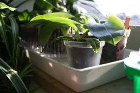 Repot your orchids only if, when the plant and roots are overgrowing the pot. Repotting Orchids A Step By Step Manual Orchideenfans Blog