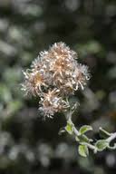 Image result for Plecostachys serpyllifolia