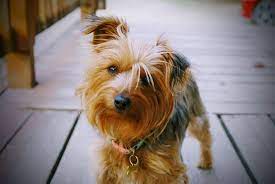 When Do Yorkies Ears Stand Up How To Help Them Along