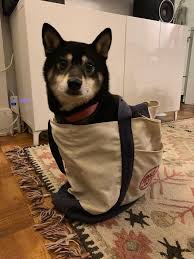 Black And Tan Shiba Inu Mix Black And Tan In A Bag Shibainu We 3 Shiba Inus In 2020 Shiba Inu Shiba Inu Puppy Dog Party