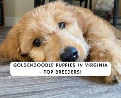 hoppendale, george, moore, asia on amazon.com. Goldendoodle Puppies In Virginia Top 5 Breeders 2021 We Love Doodles