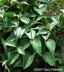 Image result for Vincetoxicum sylvaticum