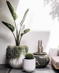 Pin By Rosario Filgueira On Planting In 2020 Potted Plants Outdoor Outdoor Pots Plants