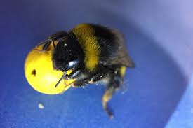 For example, in california a group of bumblebees consists of largely black species including b. How Smart Is A Bumblebee Smarter Than You D Think Say Scientists Csmonitor Com