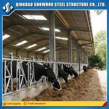 Image of a cow shed. Durable And Cheap Cow Shed Building Material With Factory Design China Cow Shed Building Material Cattle Sheds Made In China Com