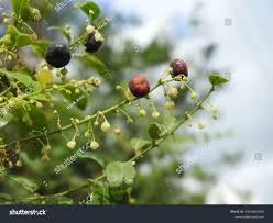 Image result for Phyllanthus reticulatus