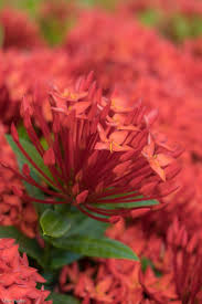 Check spelling or type a new query. Abudance Of Red Flowers By Ubo Pakes Red Flowers Santan Flower Flower Phone Wallpaper