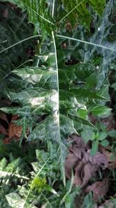 Image result for Acanthus montanus
