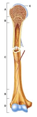Long bones are longer than they are wide and are the major bones of the limbs. Anatomy And Physiology Questions The Skeletal System Bone Tissue Proprofs Quiz
