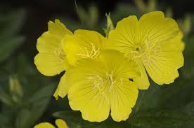 Image result for Oenothera tetraptera