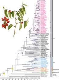 Image result for Uvaria welwitschii