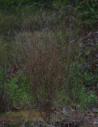 Image result for Schwenckia