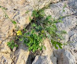 Image result for Senna italica