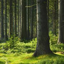 Show libraries matching your search. Respect For Nature And Populations Fsc Certification Tabu