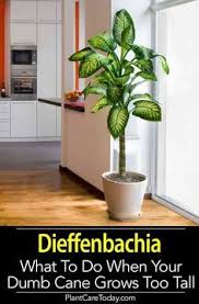Dieffenbachia Care How To Grow The Dumb Cane Plant Dumb Cane Plant Tall Indoor Plants House Plant Care