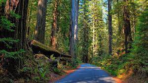 Find the perfect redwood forest stock photos and editorial news pictures from getty images. 30 Redwood Hd Wallpapers Background Images