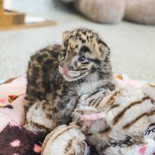 Join Wilbur the binturong and Zookeeper Cam to talk about tails and other  fun adaptations! 🤠