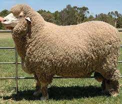 Pin By Rildus On Juhok Kecskek Tehenek Szamarak Malacok Sheep Breeds Sheep Merino Sheep