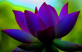 Kelledia S Garden Lotus Flower Pictures Lotus Flower Lotus Art