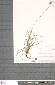 Image result for Cyperus niveus