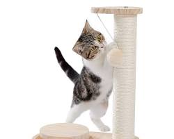 various cat toys and scratching postsの画像