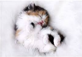 A collection of the top 51 cute desktop wallpapers and backgrounds available for download for free. Gambar Kartun Kucing Lucu Untuk Wallpaper Hp Tekno Yogya