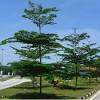 Daun salam telah digunakan secara tradisional untuk meredakan gejala gangguan pencernaan dan penyakit perut lainnya. 1