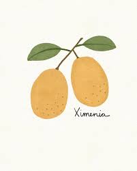 Image result for Ximenia